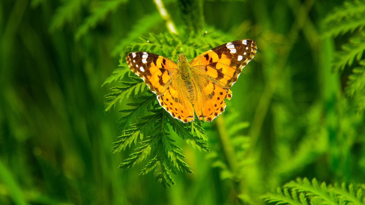 Обои растения, насекомое, бабочка, крылья, размытость, plants, insect, butterfly, wings, blur разрешение 4503x2533 Загрузить