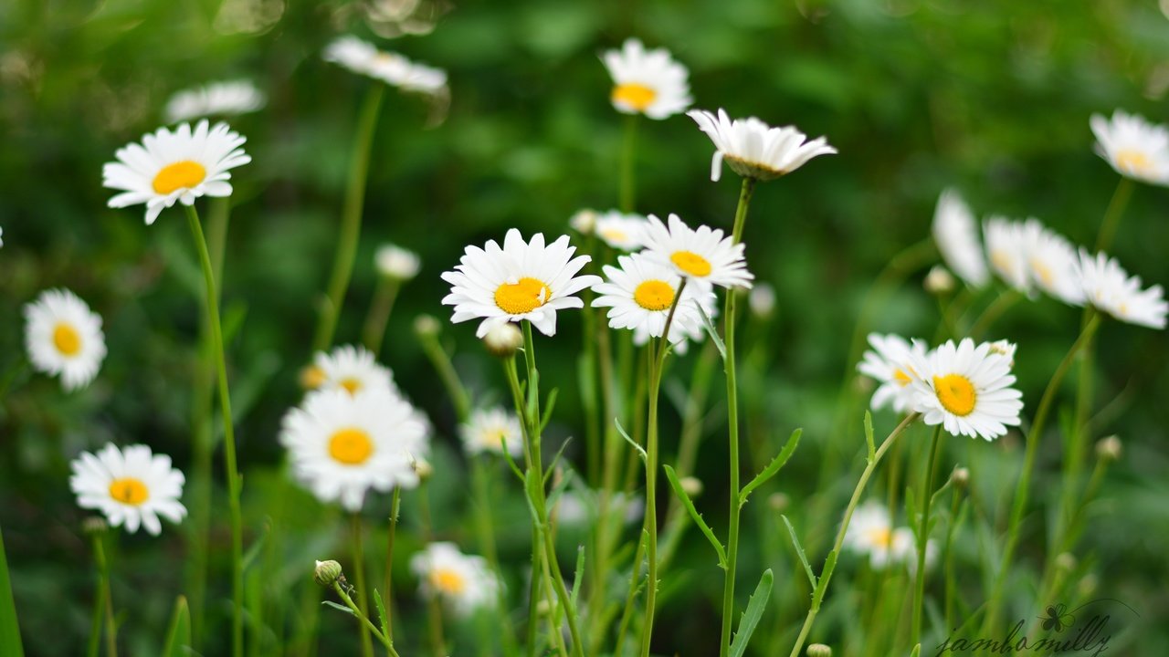 Обои цветы, поле, лето, лепестки, ромашки, белые, flowers, field, summer, petals, chamomile, white разрешение 4496x3000 Загрузить