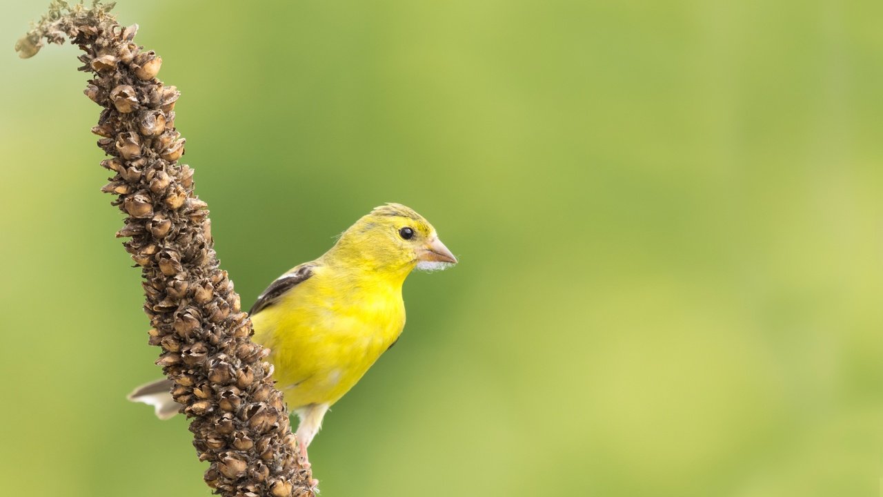 Обои природа, птица, клюв, перья, чиж, американский чиж, nature, bird, beak, feathers, siskin, american siskin разрешение 3000x1896 Загрузить