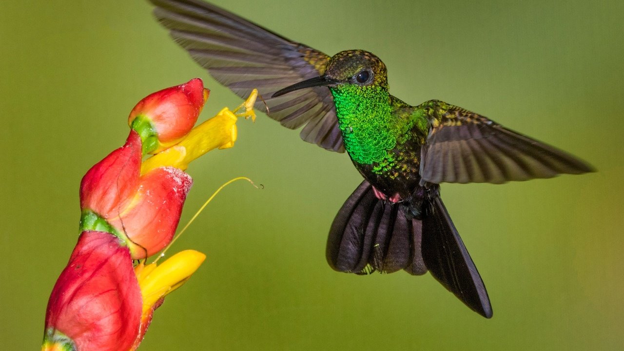 Обои цветок, крылья, птица, клюв, колибри, колибри-халибура, flower, wings, bird, beak, hummingbird, hummingbird-chalybura разрешение 2048x1307 Загрузить