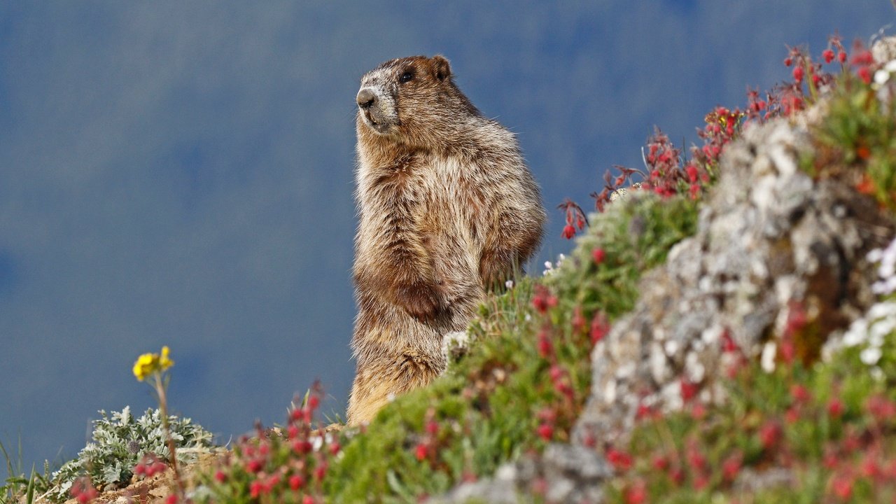 Обои небо, цветы, природа, животное, сурок, грызун, the sky, flowers, nature, animal, marmot, rodent разрешение 2048x1260 Загрузить