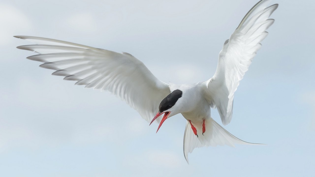 Обои полет, крылья, птица, клюв, хвост, полярная крачка, flight, wings, bird, beak, tail, arctic tern разрешение 2048x1296 Загрузить