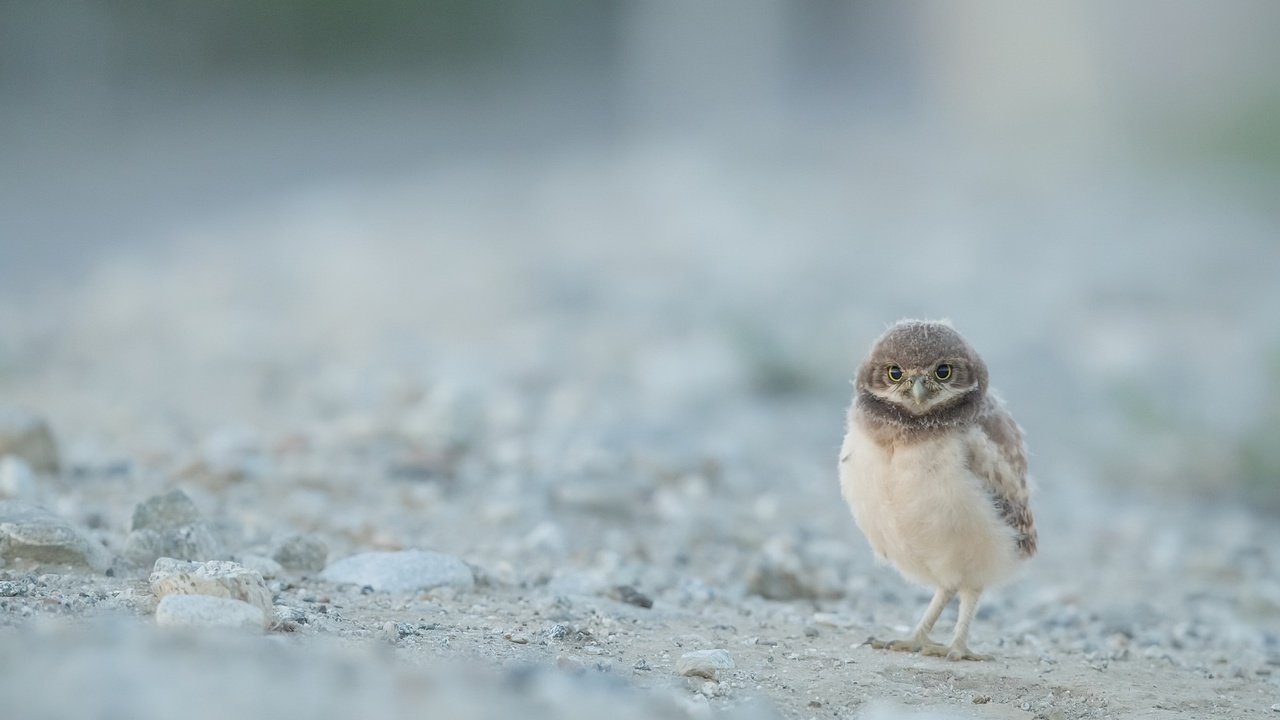 Обои сова, природа, птица, сыч, кроличий сыч, owl, nature, bird, burrowing owl разрешение 2048x1367 Загрузить