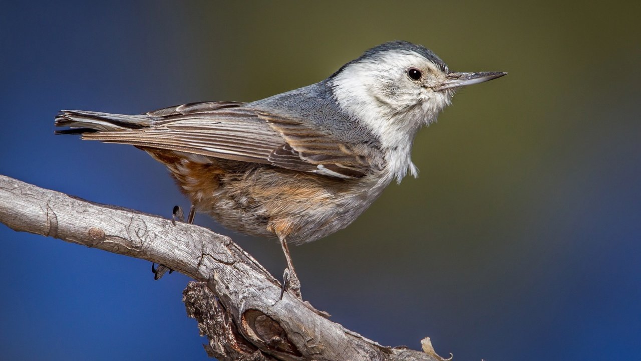 Обои ветка, птица, клюв, поползень, каролинский поползень, branch, bird, beak, nuthatch, the carolina nuthatch разрешение 2048x1295 Загрузить