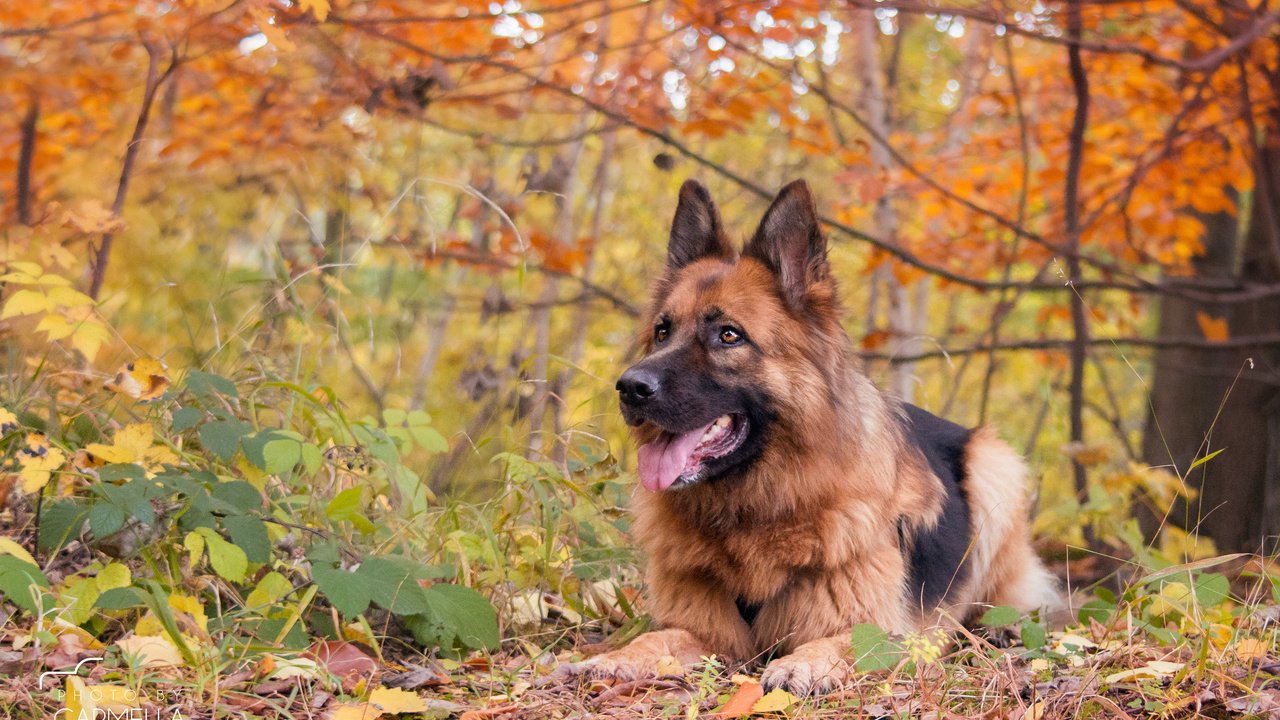 Обои осень, собака, немецкая овчарка, j.wiselka, autumn, dog, german shepherd разрешение 3840x2400 Загрузить