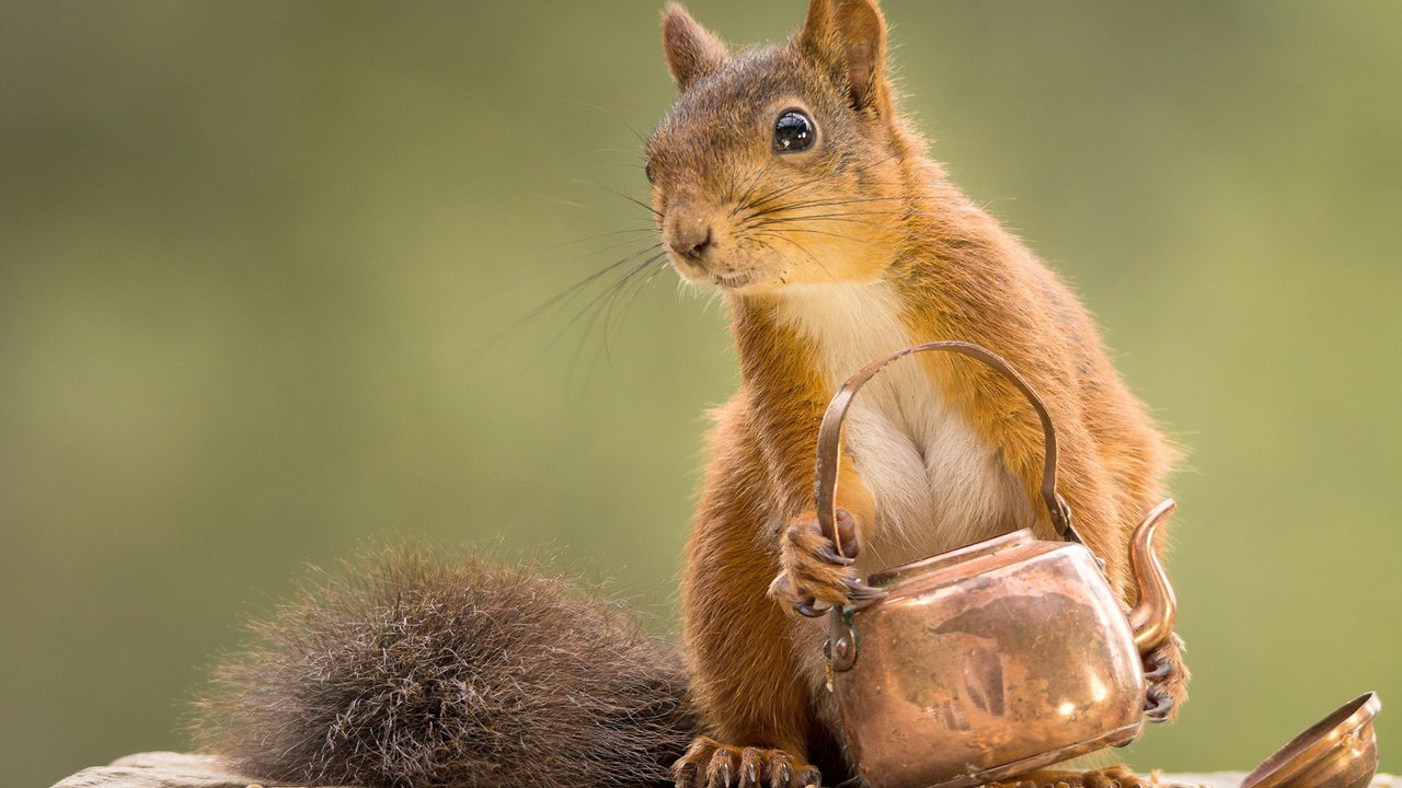 Обои мордочка, взгляд, белка, чайник, белочка, geert weggen, muzzle, look, protein, kettle, squirrel разрешение 1920x1200 Загрузить