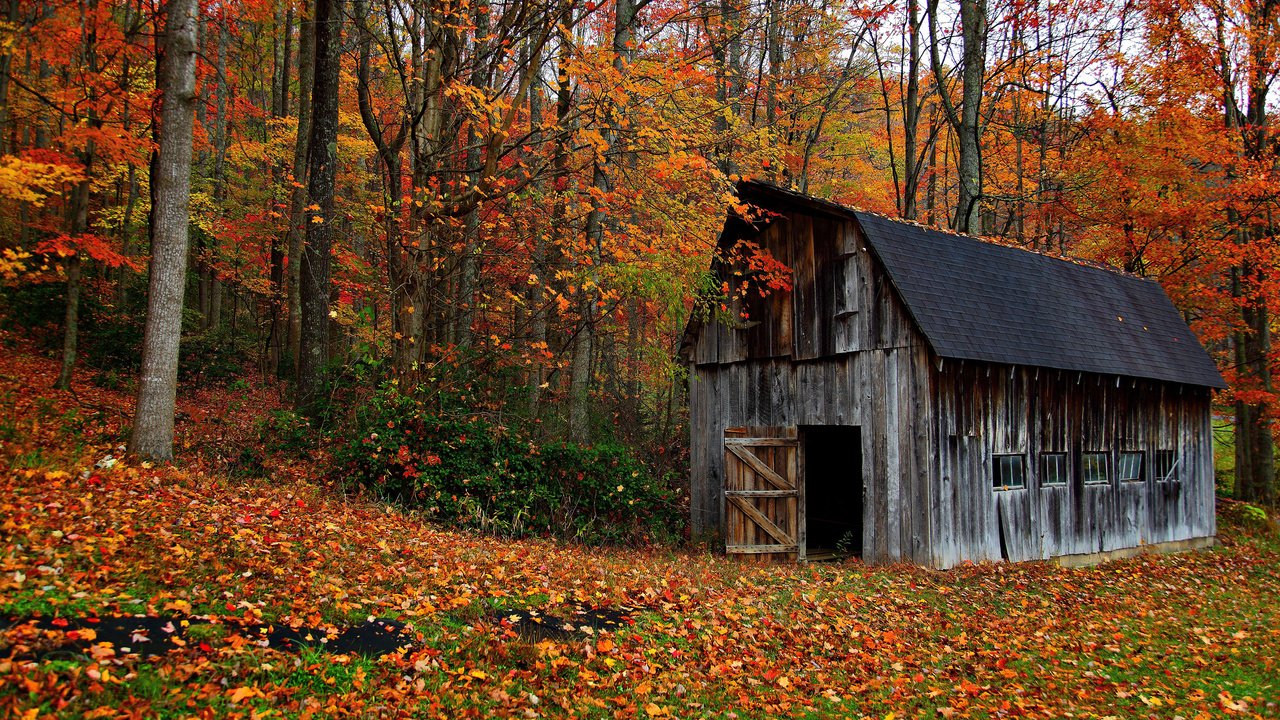 Обои деревья, природа, лес, листья, осень, домик, сарай, trees, nature, forest, leaves, autumn, house, the barn разрешение 3840x2400 Загрузить