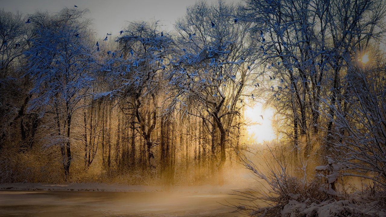 Обои деревья, природа, зима, парк, утро, туман, рассвет, иней, trees, nature, winter, park, morning, fog, dawn, frost разрешение 1920x1200 Загрузить