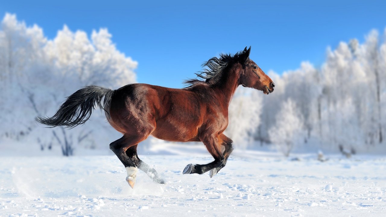 Обои лошадь, снег, зима, конь, грива, бег, хвост, horse, snow, winter, mane, running, tail разрешение 2560x1600 Загрузить