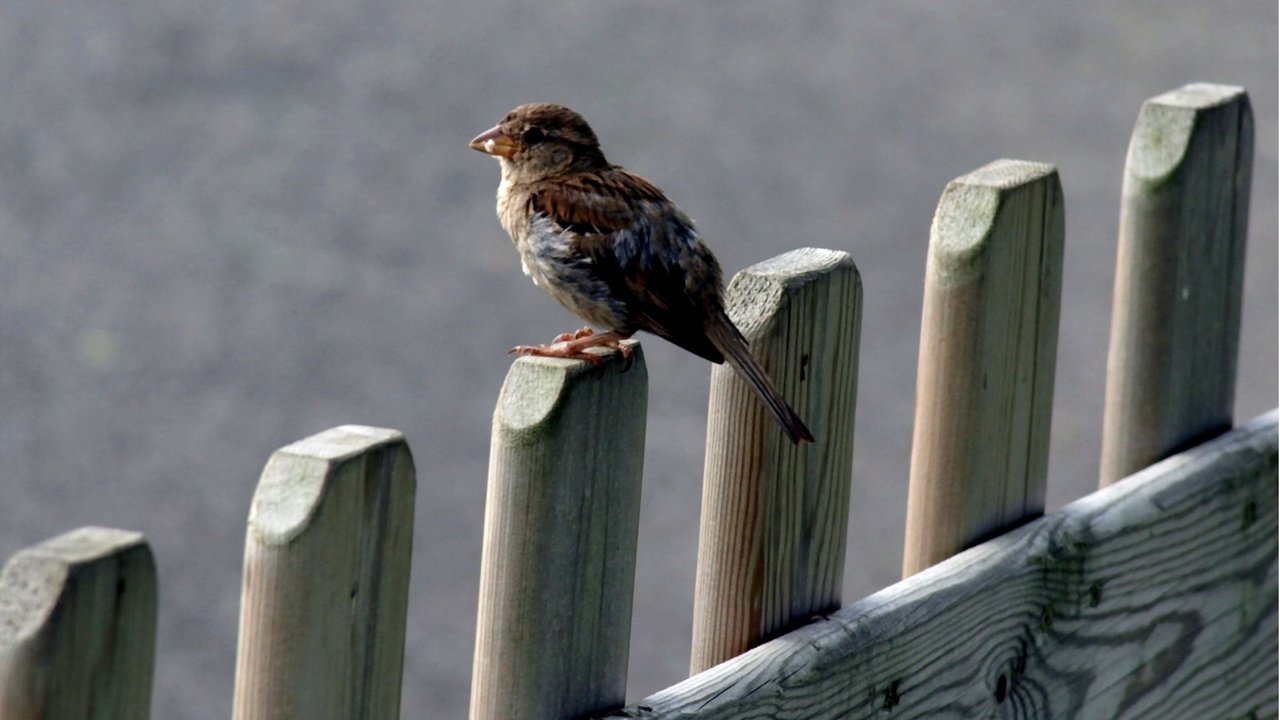 Обои природа, забор, птица, клюв, воробей, перья, nature, the fence, bird, beak, sparrow, feathers разрешение 1920x1200 Загрузить