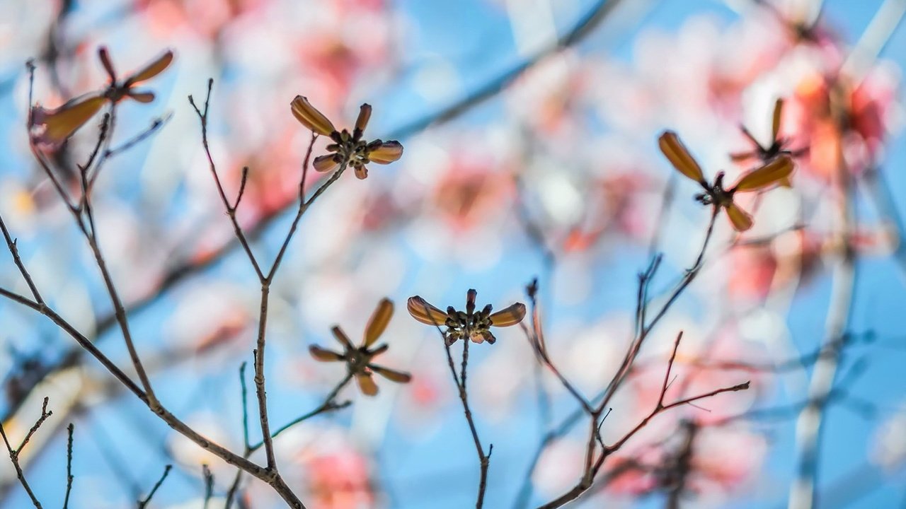 Обои листья, макро, ветки, размытость, leaves, macro, branches, blur разрешение 1920x1080 Загрузить