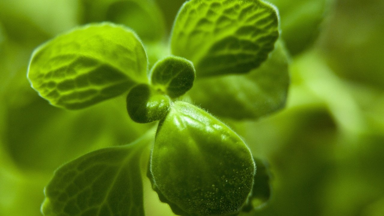 Обои природа, листья, зеленые, растение, крупным планом, nature, leaves, green, plant, closeup разрешение 4368x2912 Загрузить