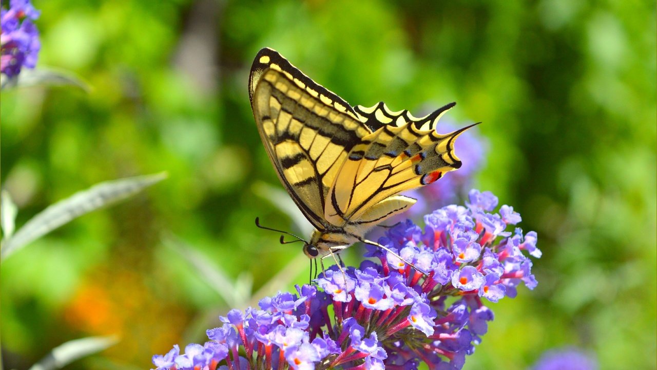 Обои цветы, насекомое, бабочка, крылья, flowers, insect, butterfly, wings разрешение 3004x1877 Загрузить