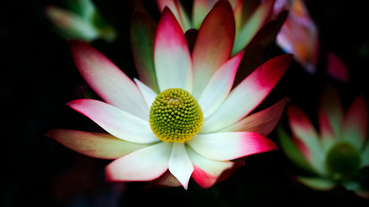 Обои цветы, макро, лепестки, черный фон, лотосы, susan chan, flowers, macro, petals, black background, lotus разрешение 2077x1080 Загрузить