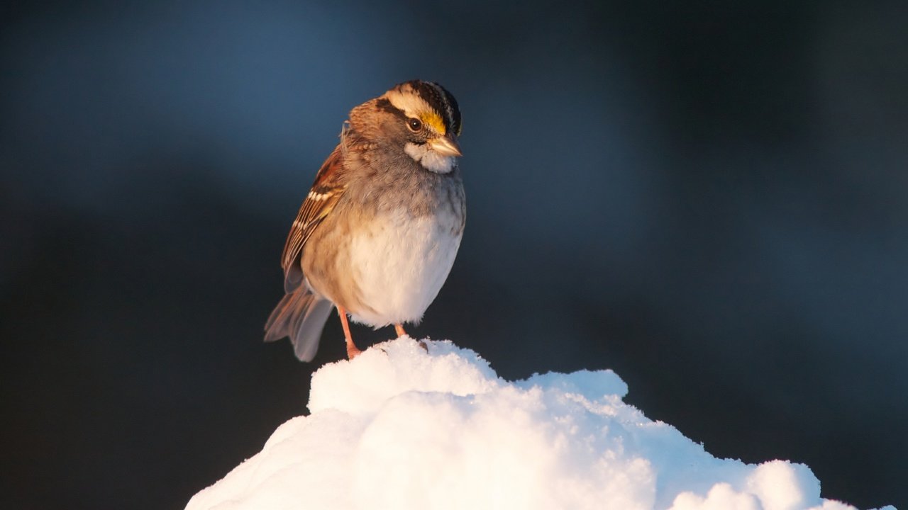 Обои снег, птица, клюв, воробей, перья, snow, bird, beak, sparrow, feathers разрешение 2048x1364 Загрузить