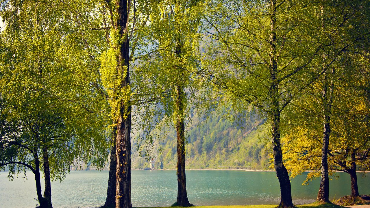 Обои деревья, озеро, природа, березы, швейцария, весна, trees, lake, nature, birch, switzerland, spring разрешение 2560x1600 Загрузить