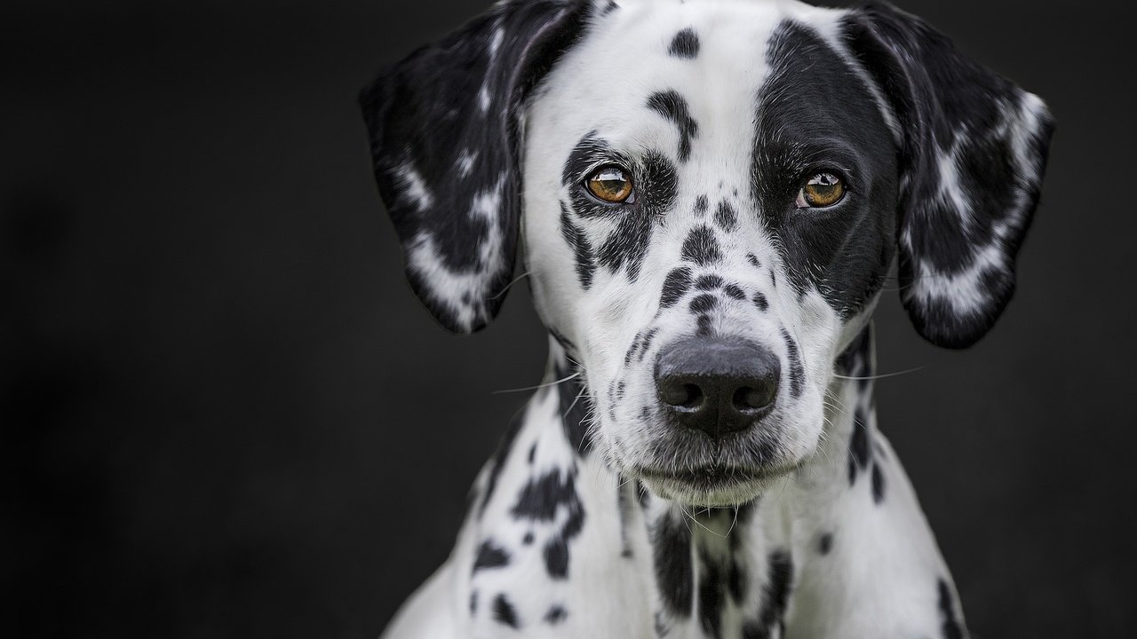 Обои портрет, мордочка, взгляд, собака, черный фон, далматин, portrait, muzzle, look, dog, black background, dalmatian разрешение 2048x1365 Загрузить