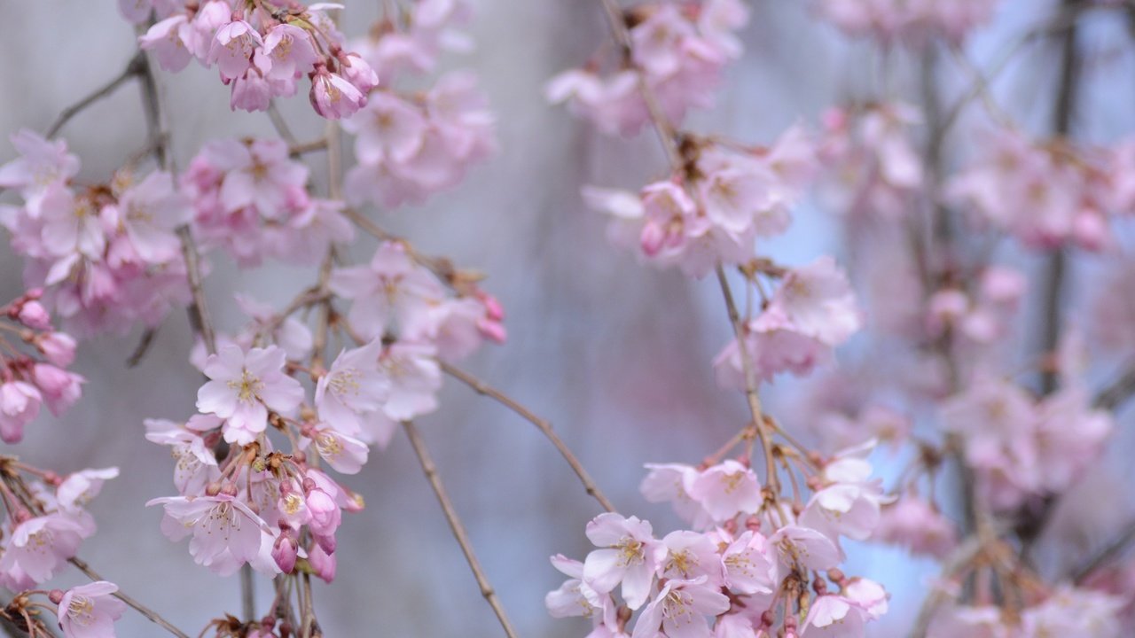 Обои цветение, ветки, весна, сакура, боке, flowering, branches, spring, sakura, bokeh разрешение 2048x1418 Загрузить