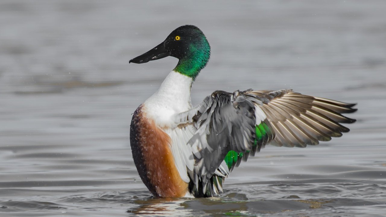 Обои вода, озеро, крылья, птица, клюв, перья, утка, water, lake, wings, bird, beak, feathers, duck разрешение 2048x1365 Загрузить