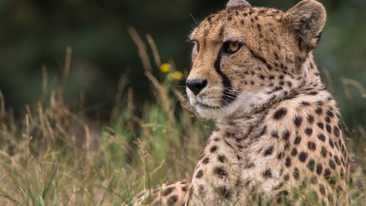 Обои морда, трава, взгляд, хищник, гепард, дикая кошка, face, grass, look, predator, cheetah, wild cat разрешение 5720x3813 Загрузить