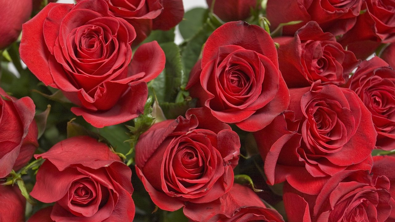 Обои цветы, розы, лепестки, красные, крупным планом, flowers, roses, petals, red, closeup разрешение 3528x2118 Загрузить