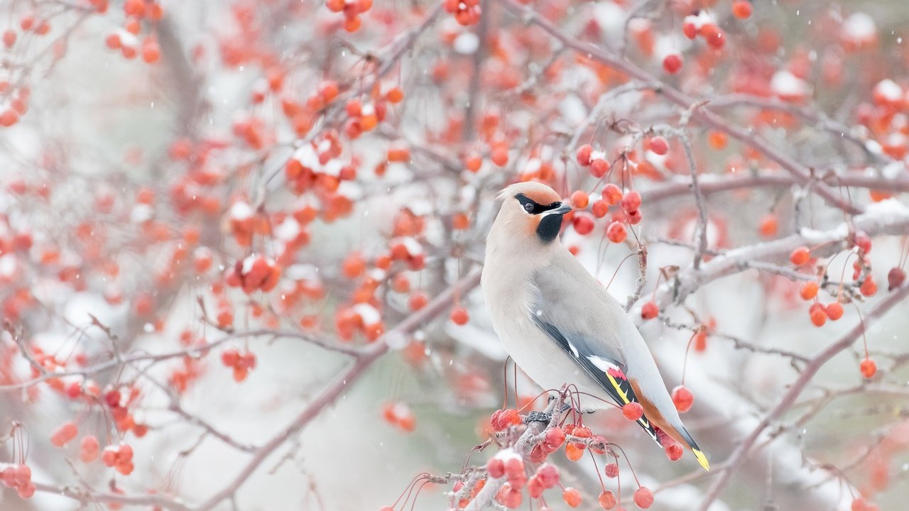 Обои снег, зима, ветки, птица, ягоды, свиристель, snow, winter, branches, bird, berries, the waxwing разрешение 2048x1365 Загрузить