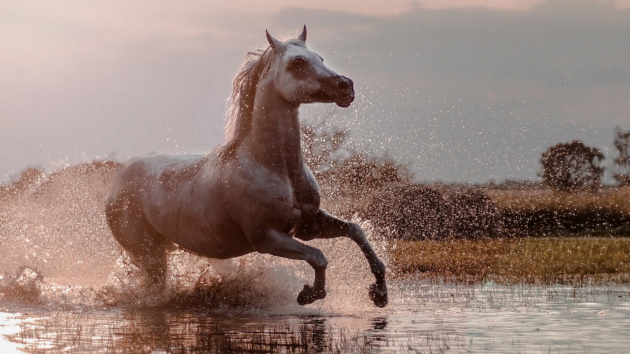 Обои брызги, конь, бег, squirt, horse, running разрешение 1920x1080 Загрузить