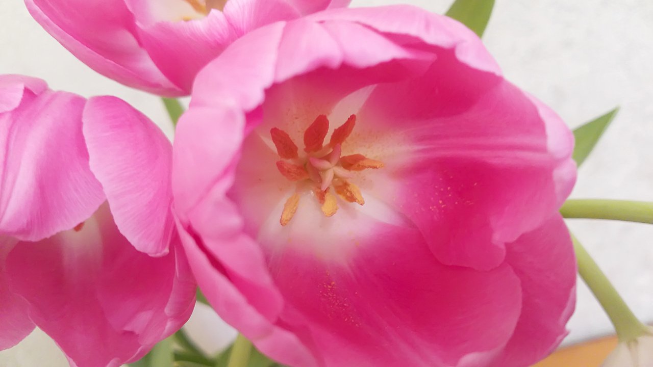 Обои тюльпаны розовый фон светлый, tulips pink background light разрешение 4160x3120 Загрузить