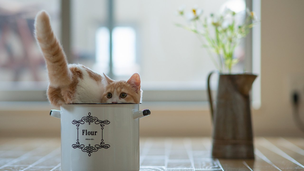 Обои цветы, кот, котенок, горшок, игривый, flowers, cat, kitty, pot, playful разрешение 2048x1327 Загрузить