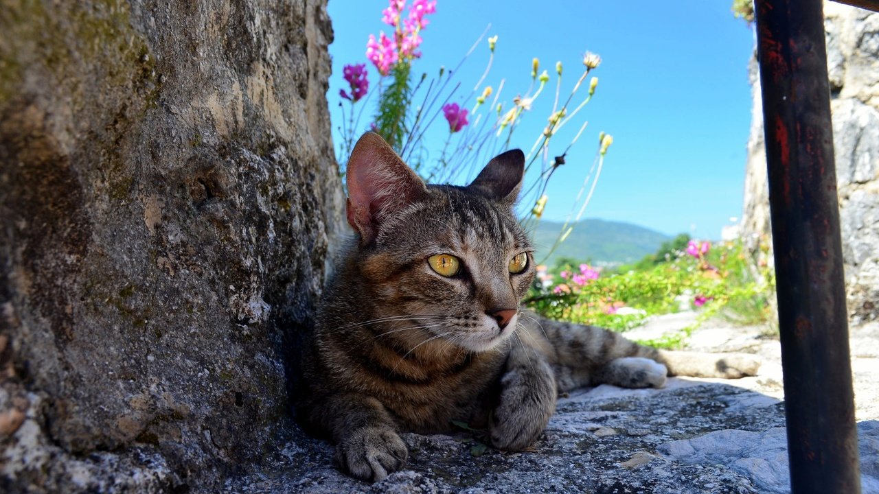 Обои цветы, природа, камни, кот, кошка, серый, полосатый, flowers, nature, stones, cat, grey, striped разрешение 2000x1325 Загрузить