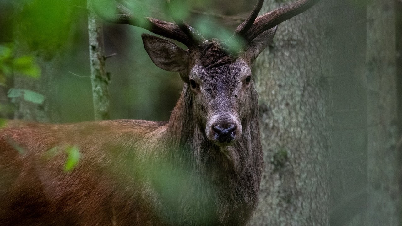 Обои деревья, природа, лес, олень, животное, trees, nature, forest, deer, animal разрешение 2047x1365 Загрузить