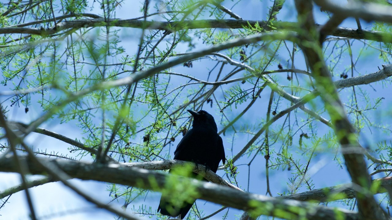 Обои дерево, хвоя, ветки, птица, ворон, шишки, ворона, боке, tree, needles, branches, bird, raven, bumps, crow, bokeh разрешение 3840x2550 Загрузить