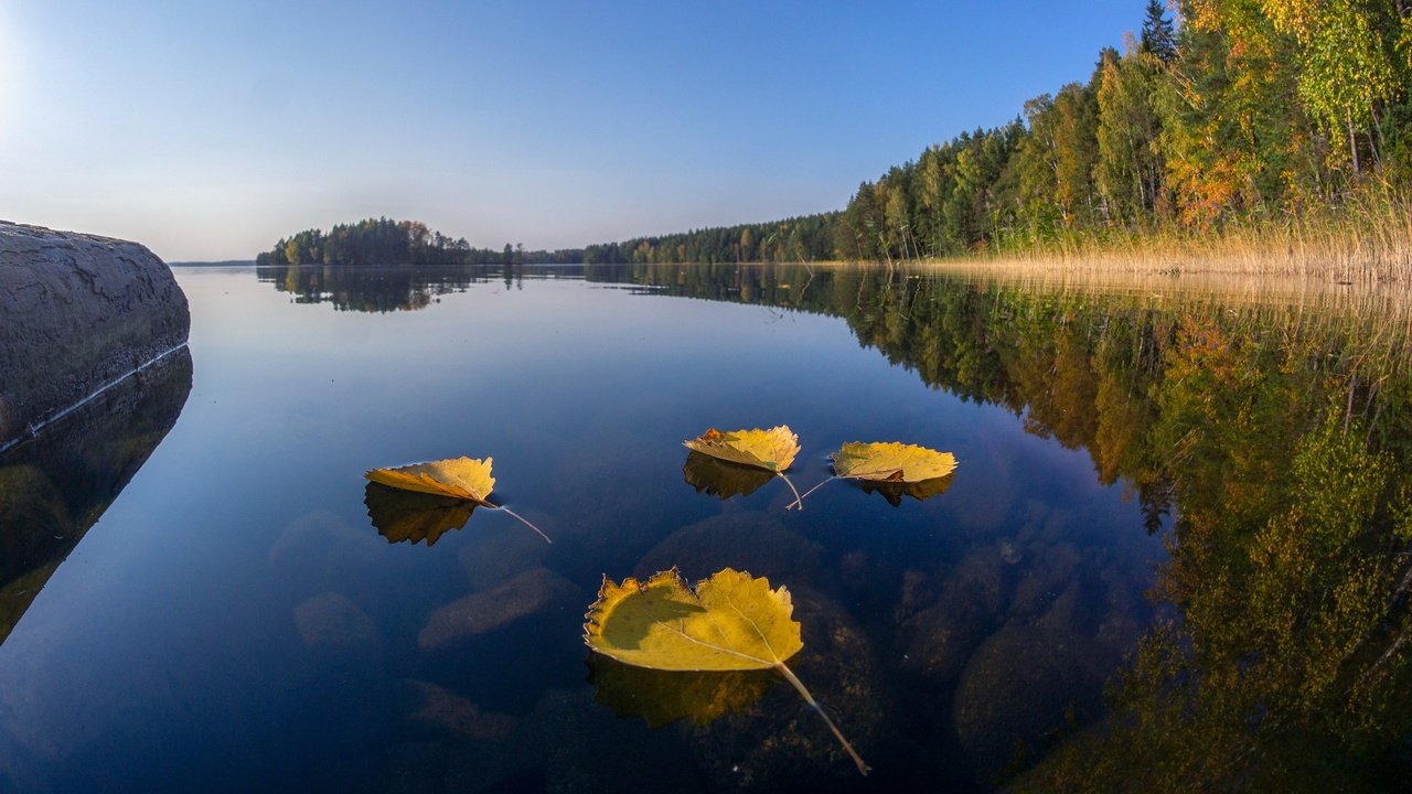 Обои озеро, лес, листья, отражение, осень, финляндия, lake, forest, leaves, reflection, autumn, finland разрешение 2560x1440 Загрузить