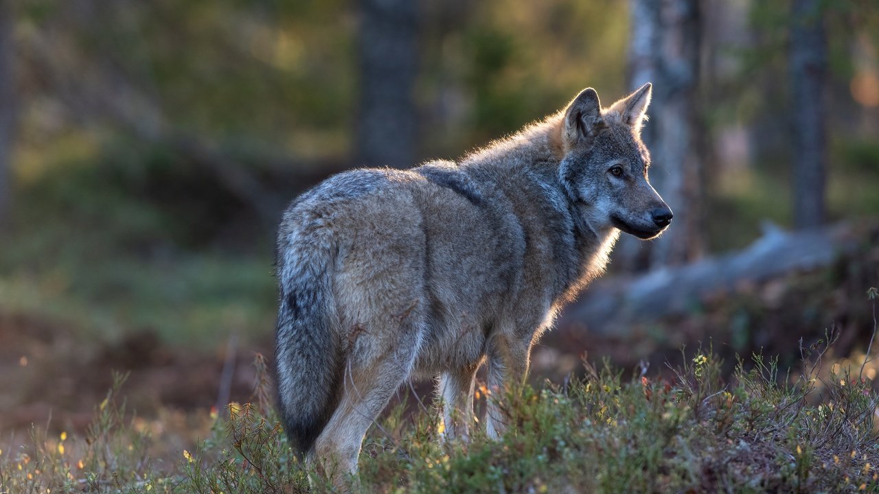 Обои природа, лес, серый, волк, nature, forest, grey, wolf разрешение 5568x3712 Загрузить