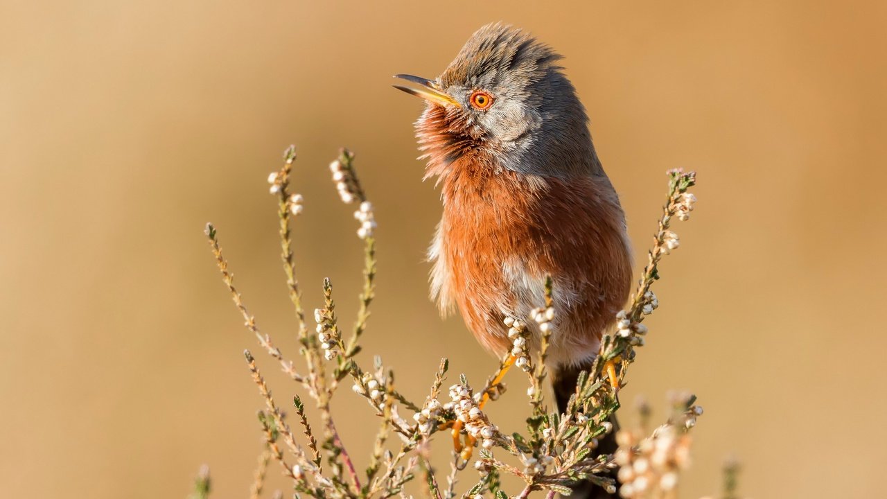 Обои природа, птица, nature, bird разрешение 3840x2160 Загрузить