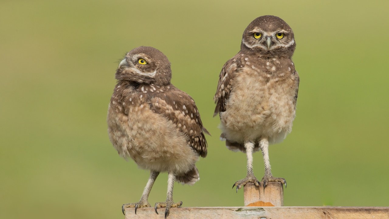 Обои сова, забор, доски, птицы, совы, сыч, сычи, owl, the fence, board, birds, owls разрешение 4053x2605 Загрузить