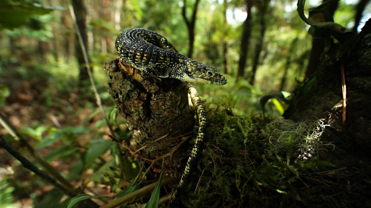 Обои трава, боке, природа, лес, взгляд, ящерица, мох, пень, сук, grass, bokeh, nature, forest, look, lizard, moss, stump, bitches разрешение 3840x2160 Загрузить