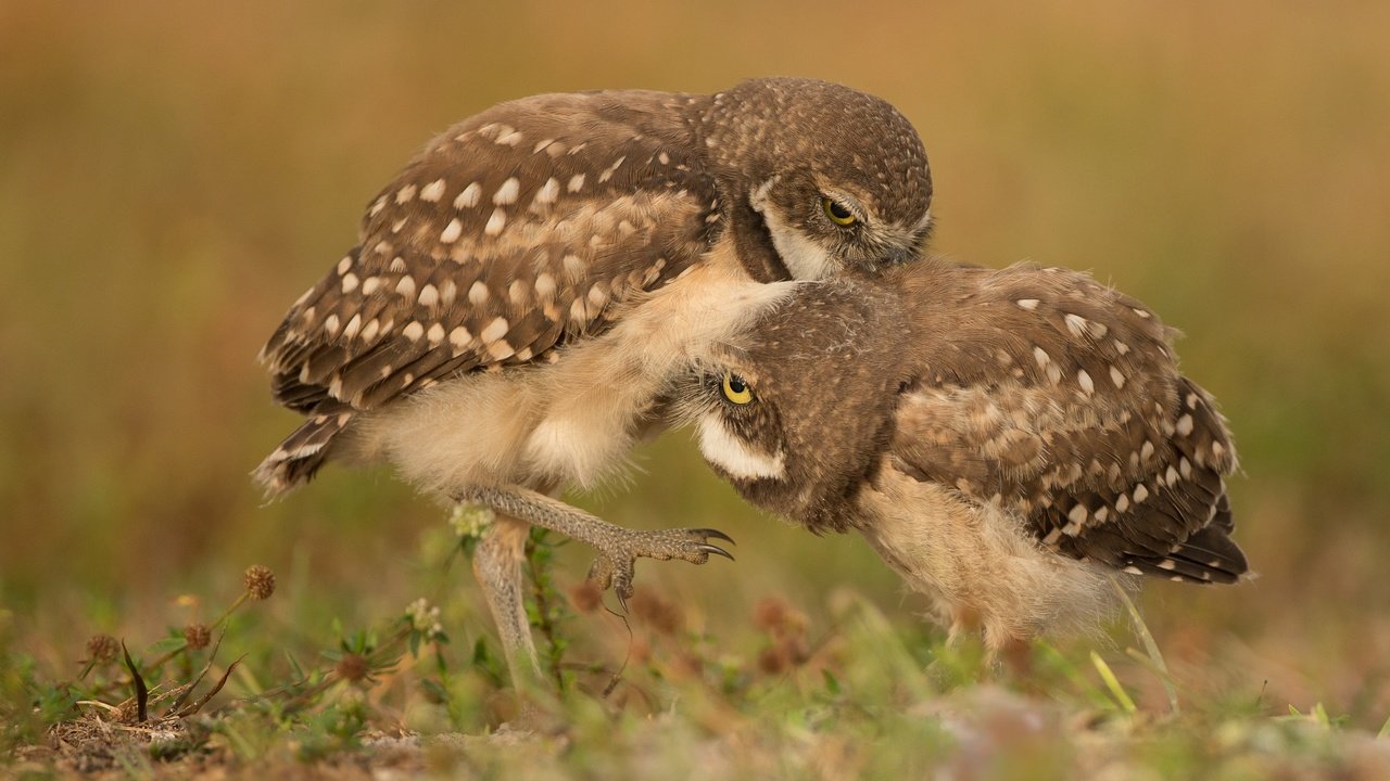 Обои трава, птицы, боке, совы, сычи, grass, birds, bokeh, owls разрешение 3043x2579 Загрузить