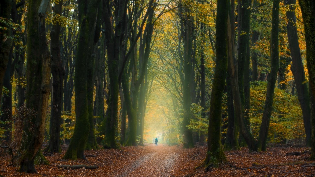 Обои деревья, лес, осень, человек, нидерланды, опавшие листья, trees, forest, autumn, people, netherlands, fallen leaves разрешение 5568x3335 Загрузить