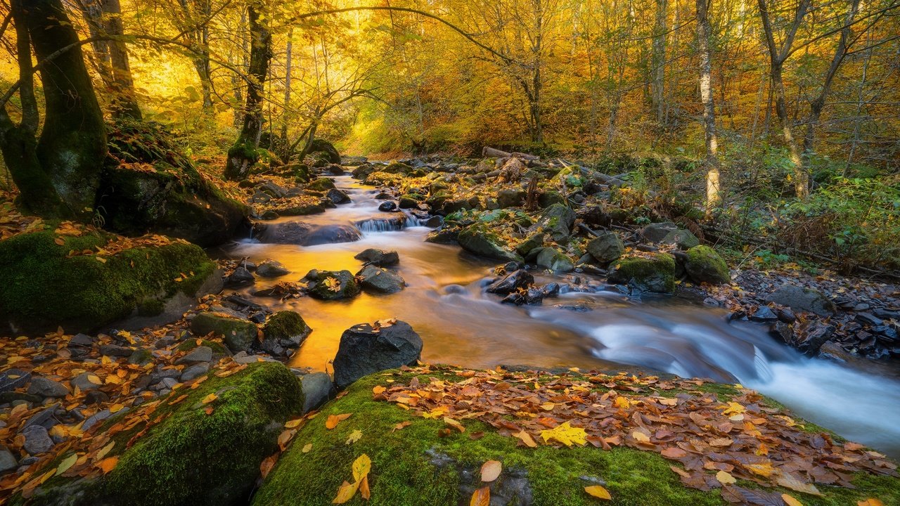 Обои деревья, природа, камни, лес, листья, пейзаж, ручей, осень, trees, nature, stones, forest, leaves, landscape, stream, autumn разрешение 2000x1334 Загрузить