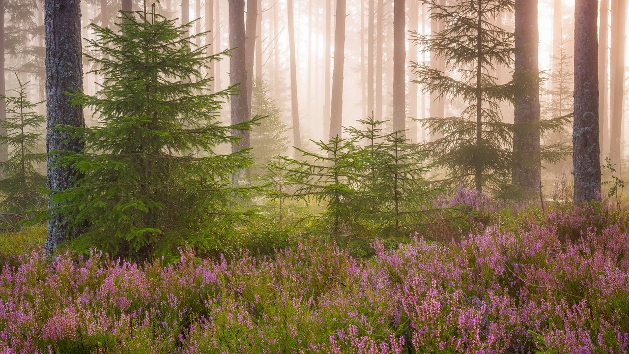 Обои свет, цветы, природа, лес, елки, light, flowers, nature, forest, tree разрешение 2499x1932 Загрузить