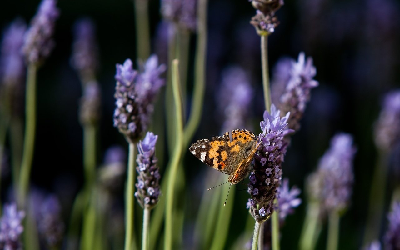 Обои цветы, природа, лаванда, бабочка, flowers, nature, lavender, butterfly разрешение 1920x1200 Загрузить