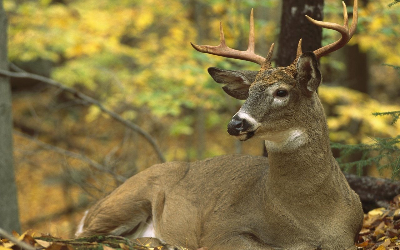 Обои северная америка, олень белохвостый, odocoileus virginianus, north america, white-tailed deer разрешение 1920x1200 Загрузить