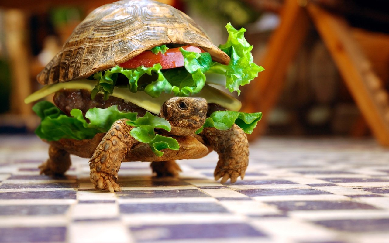 Обои животные, черепаха, бутерброд, юмор, овощи, animals, turtle, sandwich, humor, vegetables разрешение 3008x2000 Загрузить