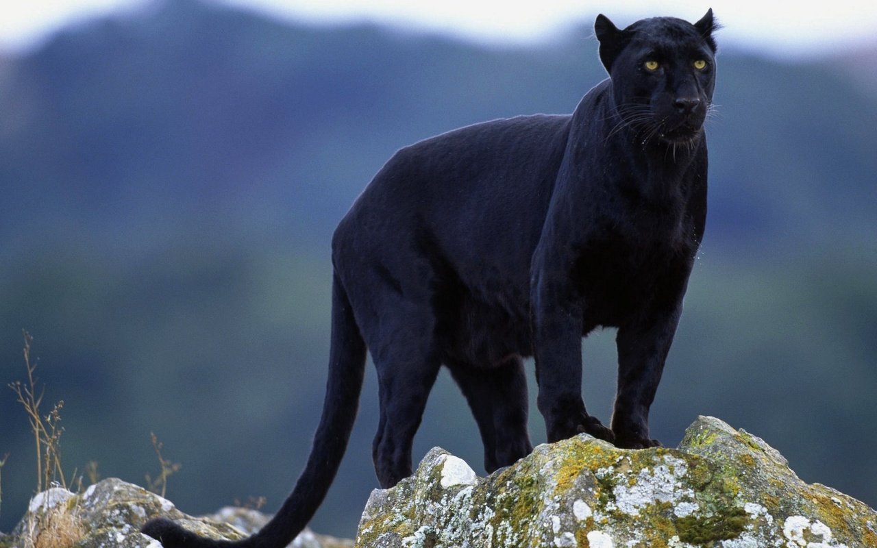 Обои взгляд, пантера, черная, look, panther, black разрешение 1920x1200 Загрузить