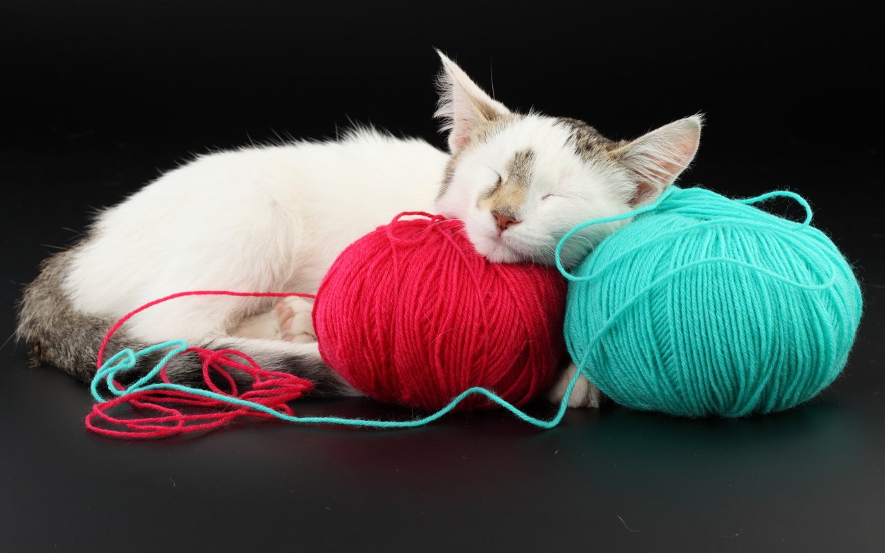 Обои кот, красный, голубой, клубки, cat, red, blue, balls разрешение 5616x3744 Загрузить