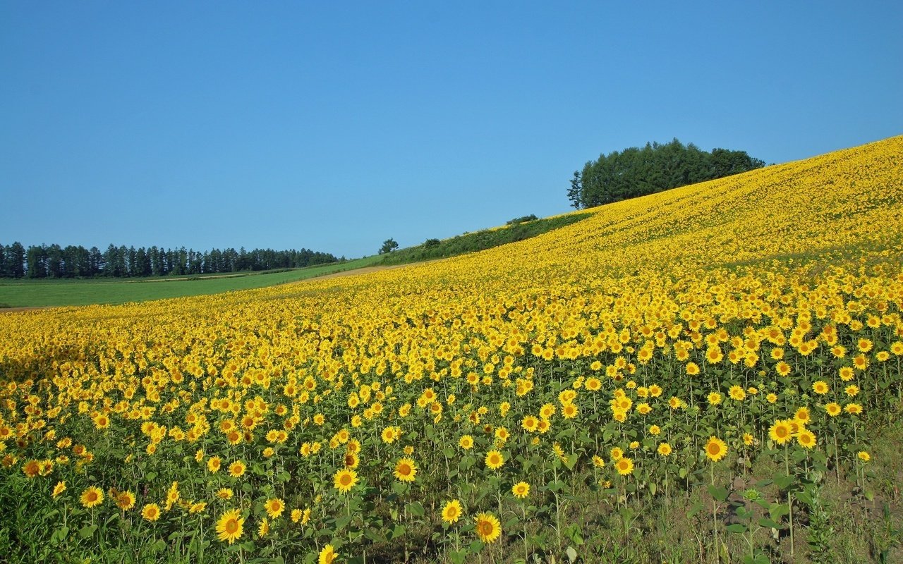 Обои поле, лето, подсолнухи, field, summer, sunflowers разрешение 1920x1200 Загрузить