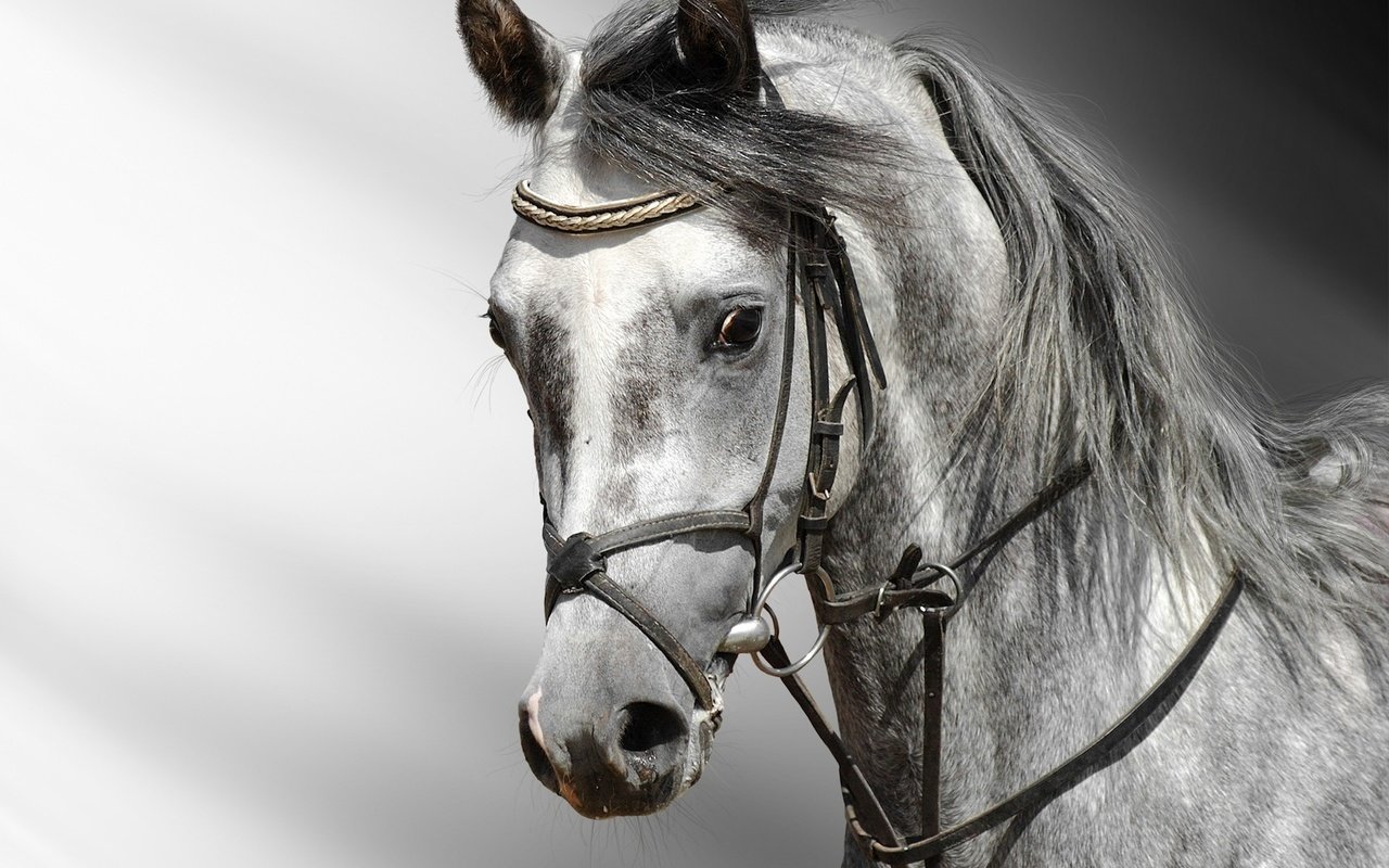 Обои лошадь, серая, конь, грива, голова, сбруя, horse, grey, mane, head, harness разрешение 1920x1440 Загрузить