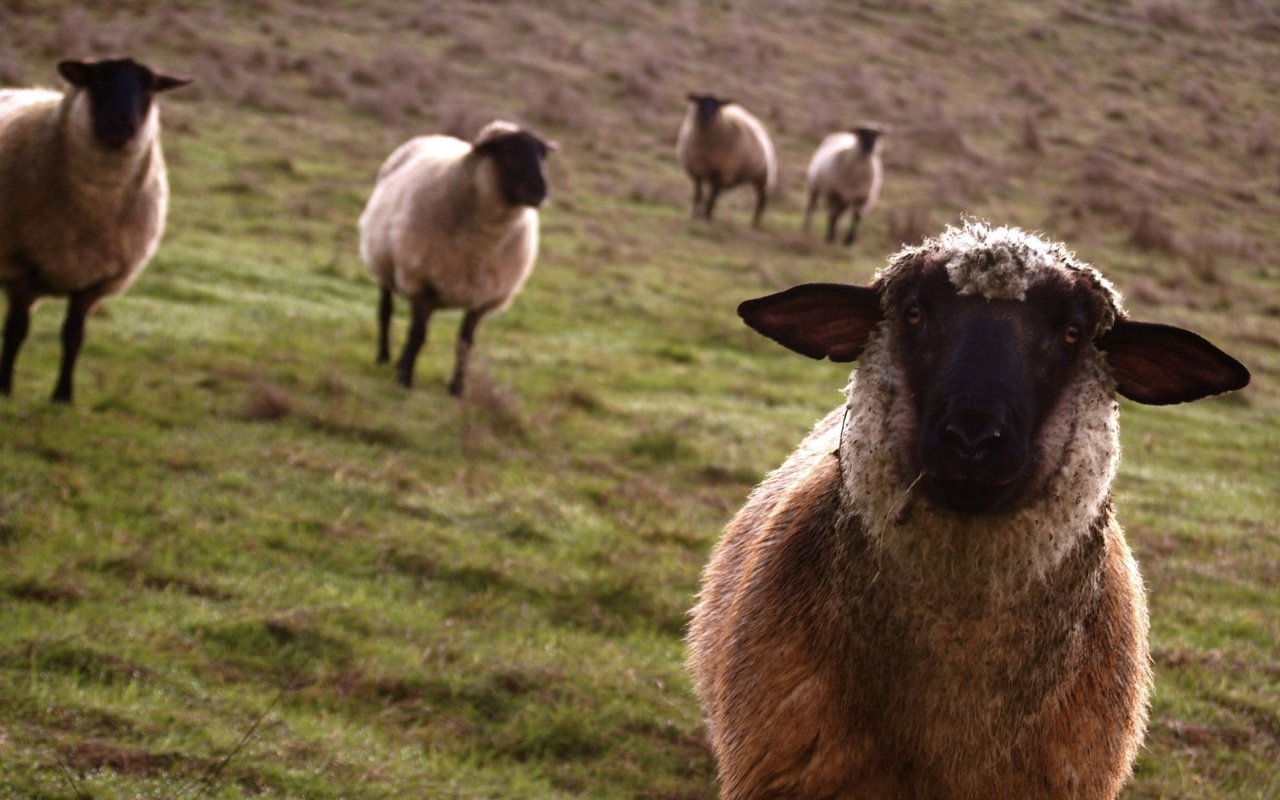 Обои взгляд, луг, овцы, look, meadow, sheep разрешение 2560x1600 Загрузить