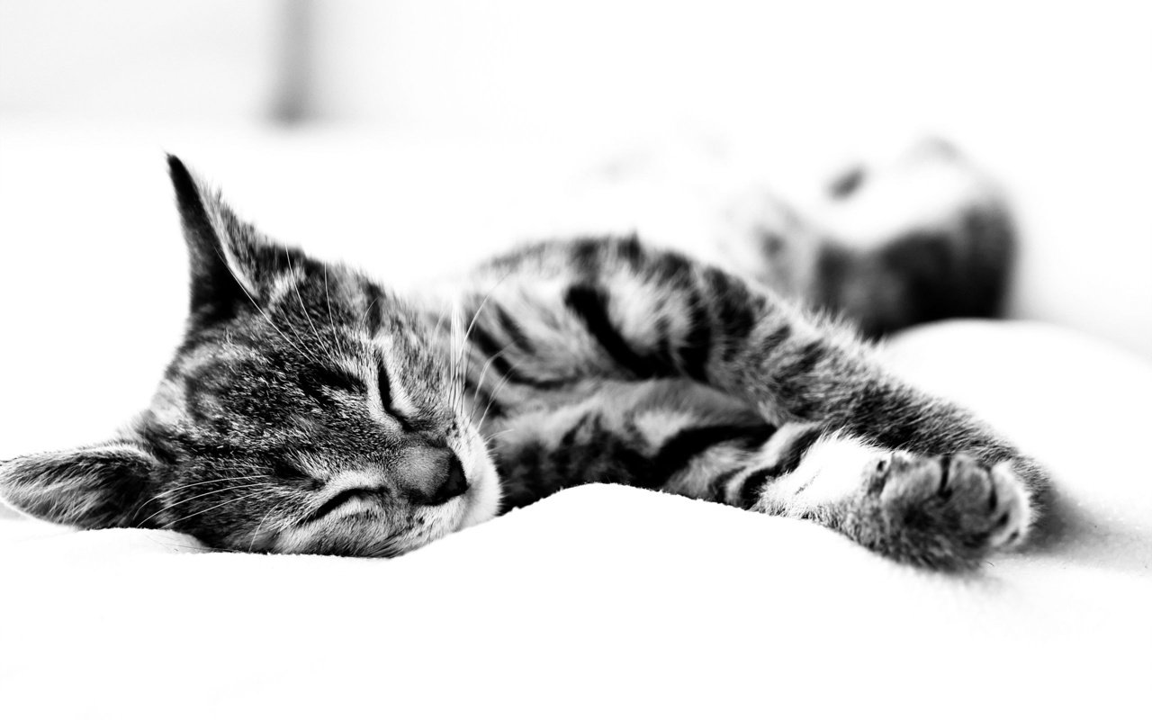 Обои чёрно-белый, кошак спит, простынь, black and white, koshak sleeps, sheets разрешение 2560x1600 Загрузить